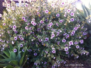 Lavatera bicolor - blooming 3